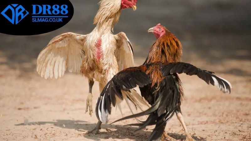Ưu điểm của đá gà online DR88