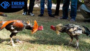 da-ga-thomo-truc-tuyen-dr88