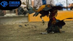 lich-thi-dau-da-ga-dr88